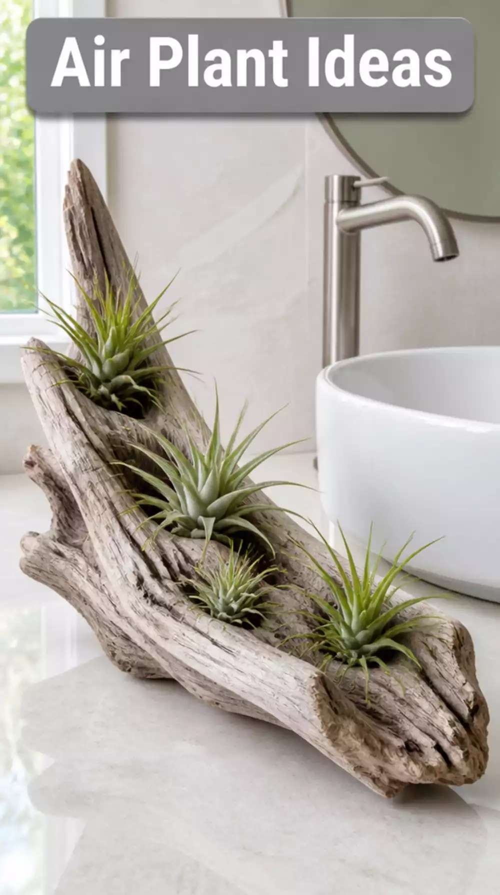 Unique Air Plant Holder Ideas for Bathroom Decor