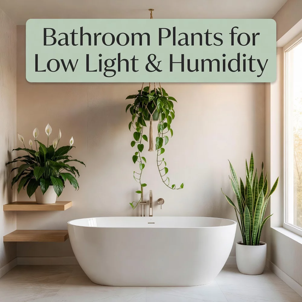 Bathroom Plants for Low Light and High Humidity