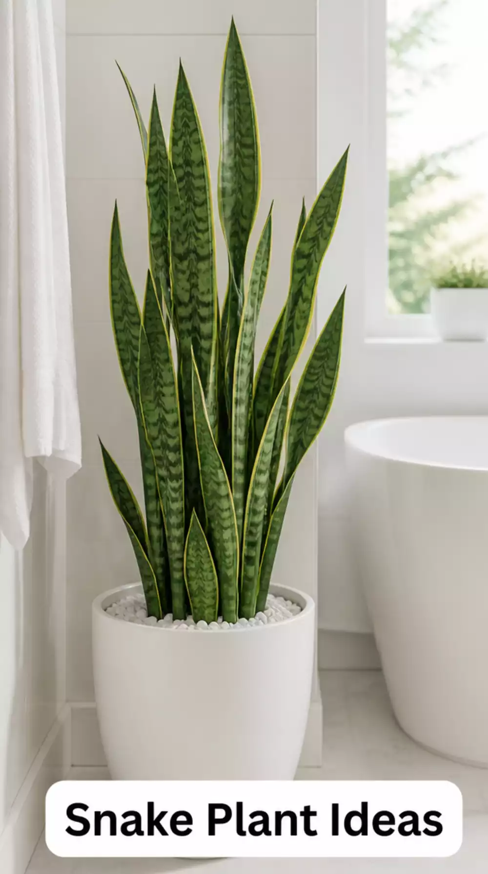 Snake Plant Bathroom Decor Ideas for Low Light